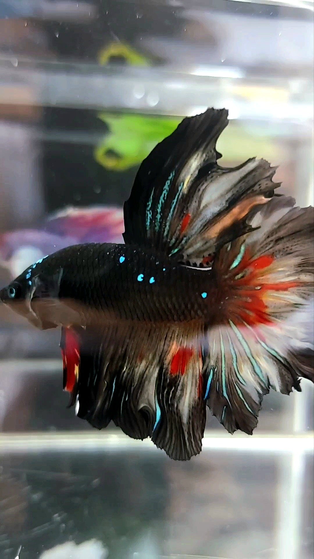 HALFMOON BLACK GALAXY BLUE AVATAR VARIATION BETTA FISH