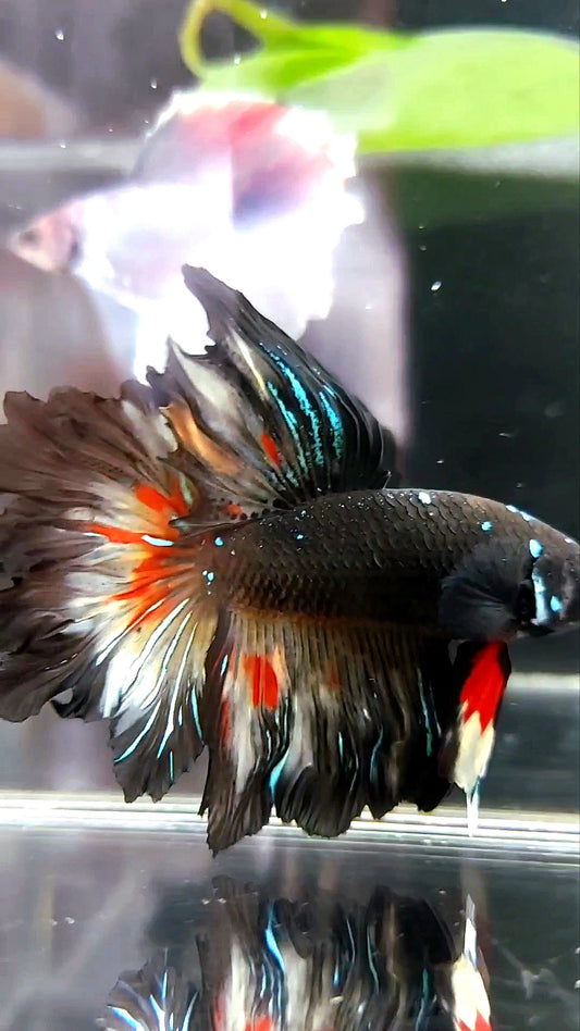 HALFMOON BLACK GALAXY BLUE AVATAR VARIATION BETTA FISH