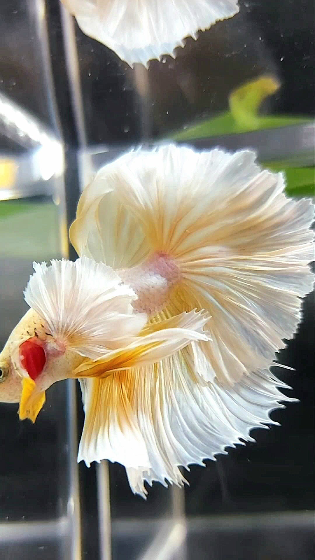 HALFMOON SUPER DUMBO EAR OVERTAIL ROSETAIL GELBE ANANAS BETTA FISCH