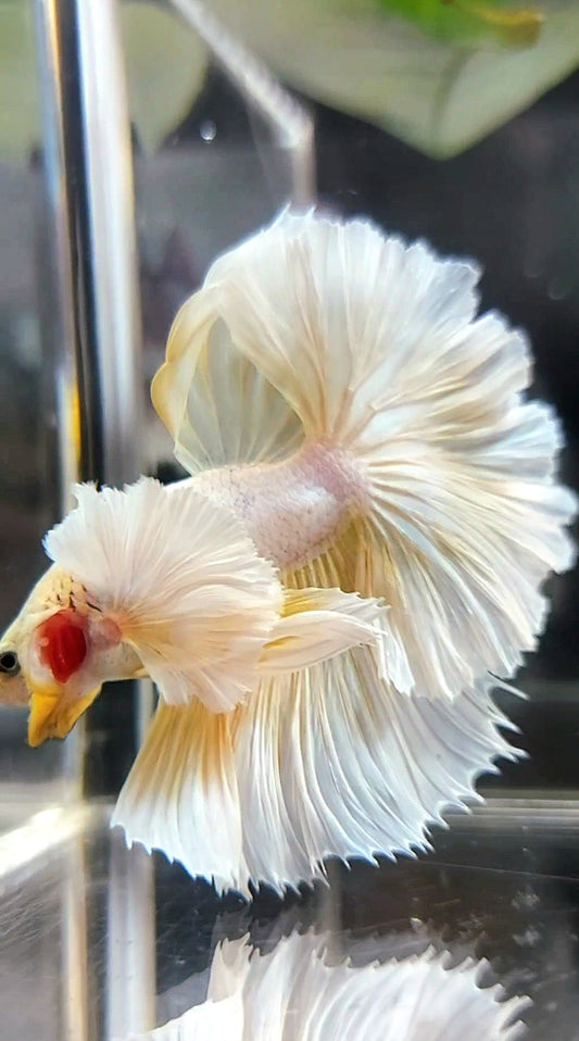 HALFMOON SUPER DUMBO EAR OVERTAIL ROSETAIL GELBE ANANAS BETTA FISCH