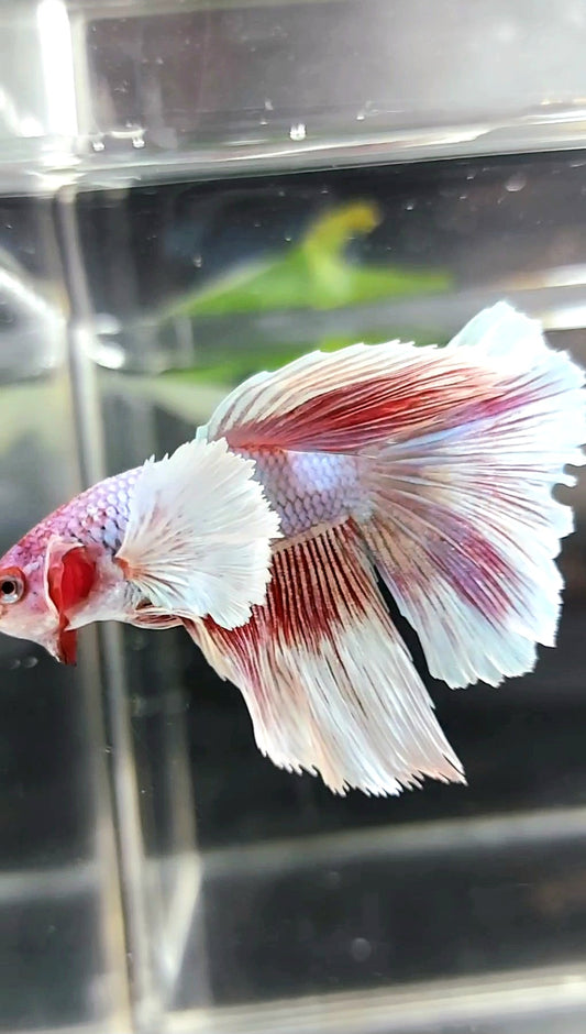 HALFMOON DUMBO OHR ROSA LAVENDEL BETTA FISCH