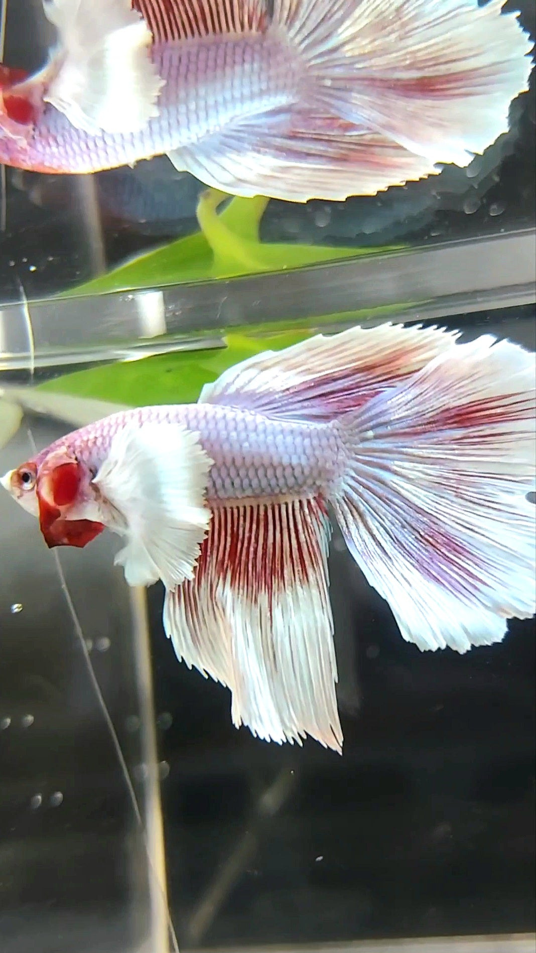 HALFMOON DUMBO OHR ROSA LAVENDEL BETTA FISCH