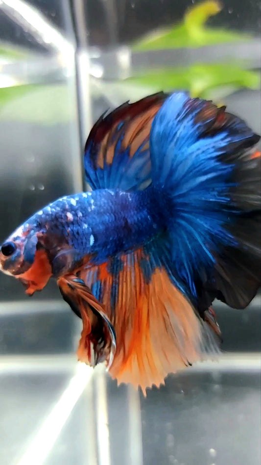 HALFMOON ROSETAIL BLUE FANCY ORANGE MULTICOLOR BETTA FISH