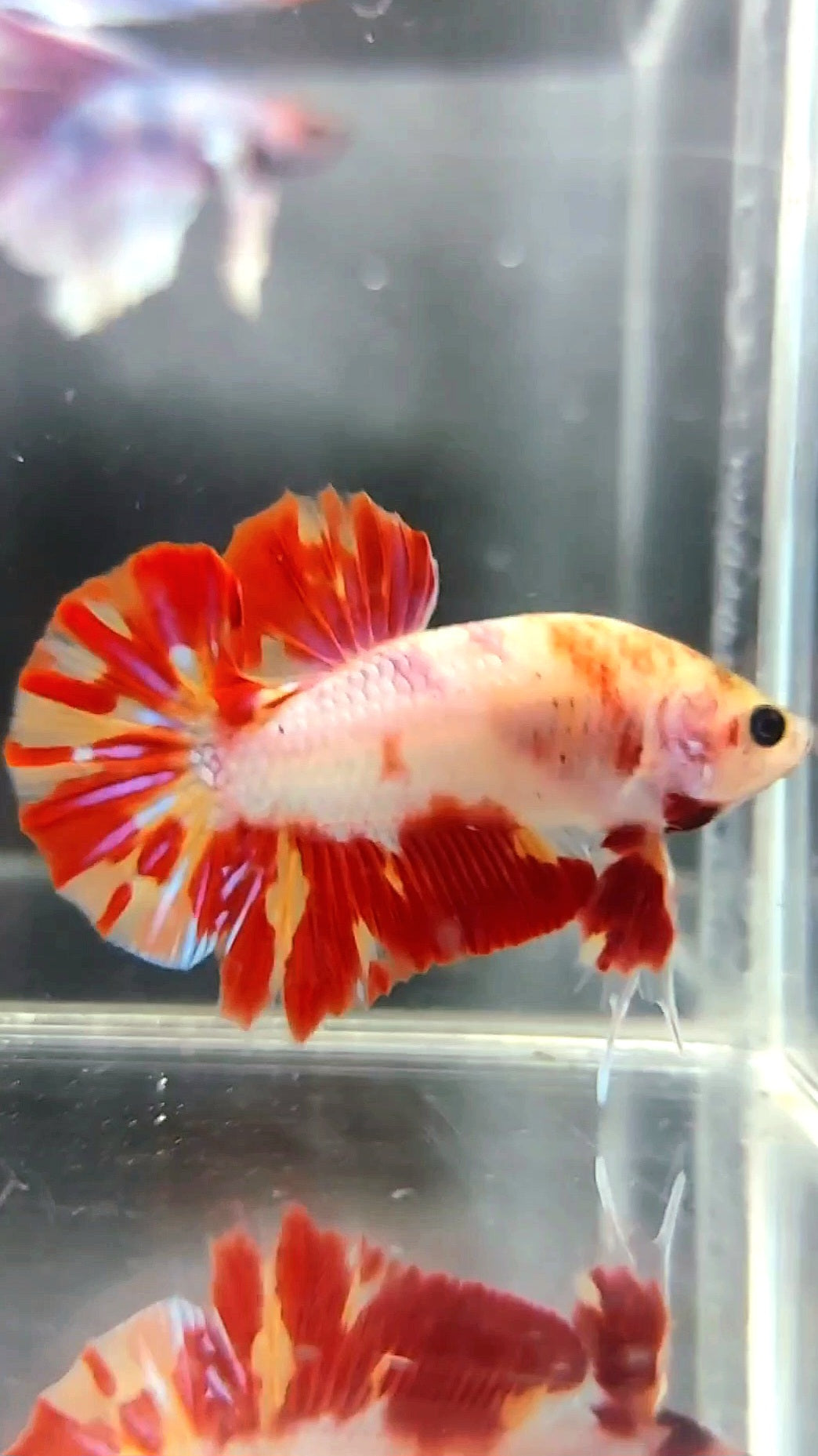 PLAKAT ORANGE MARMOR FEUER LEOPARD BETTA FISCH