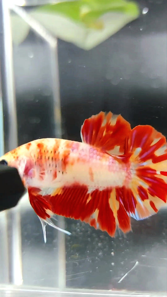 PLAKAT ORANGE MARMOR FEUER LEOPARD BETTA FISCH