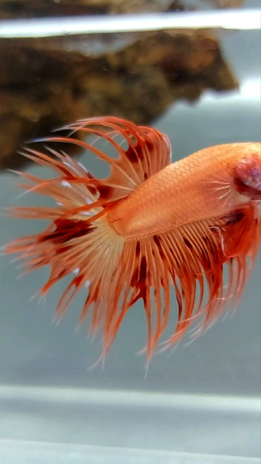 CROWNTAIL ARMAGEDDON SUPER PREMIUM RARE BETTA FISH