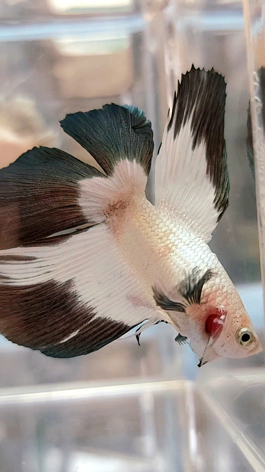 Halbmond-Doppelschwanz-Kupferrand-Betta-Fisch