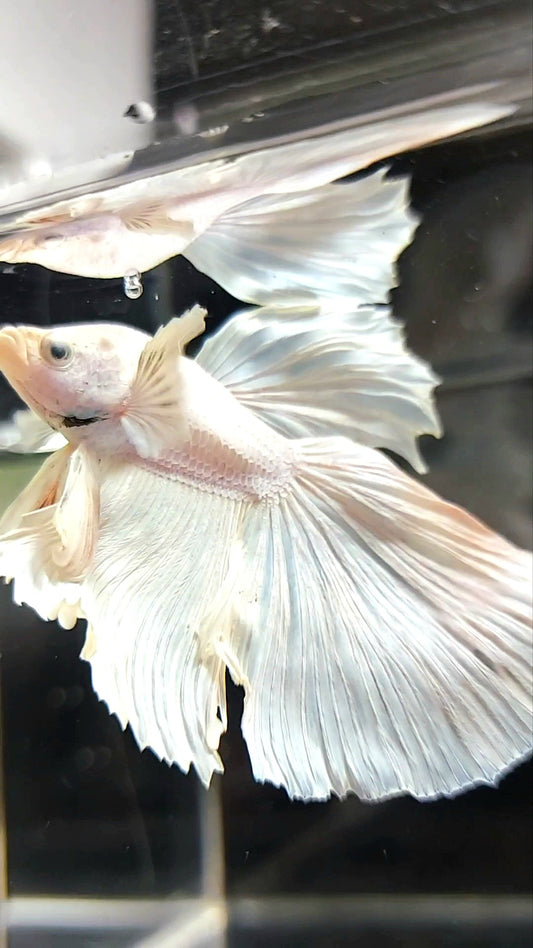 XL HALFMOON OVERTAIL WHITE PLATINUM BETTA FISH