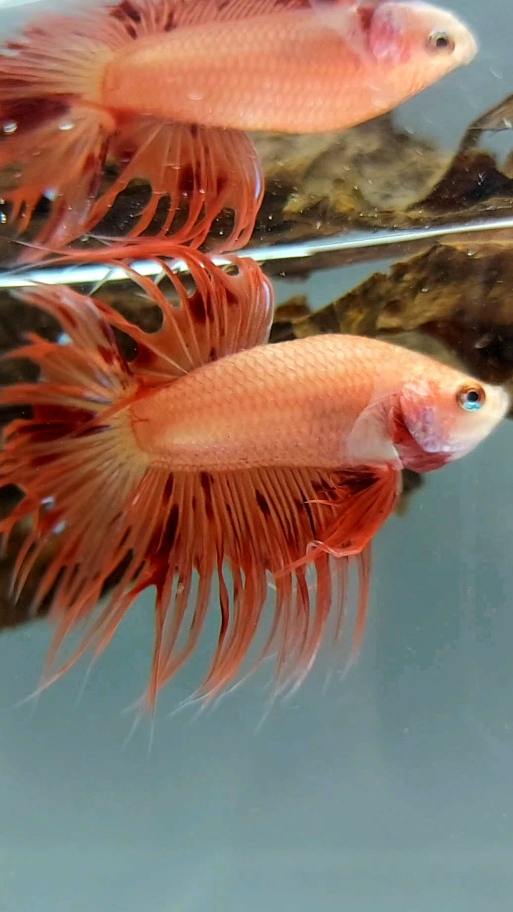 CROWNTAIL ARMAGEDDON SUPER PREMIUM RARE BETTA FISH