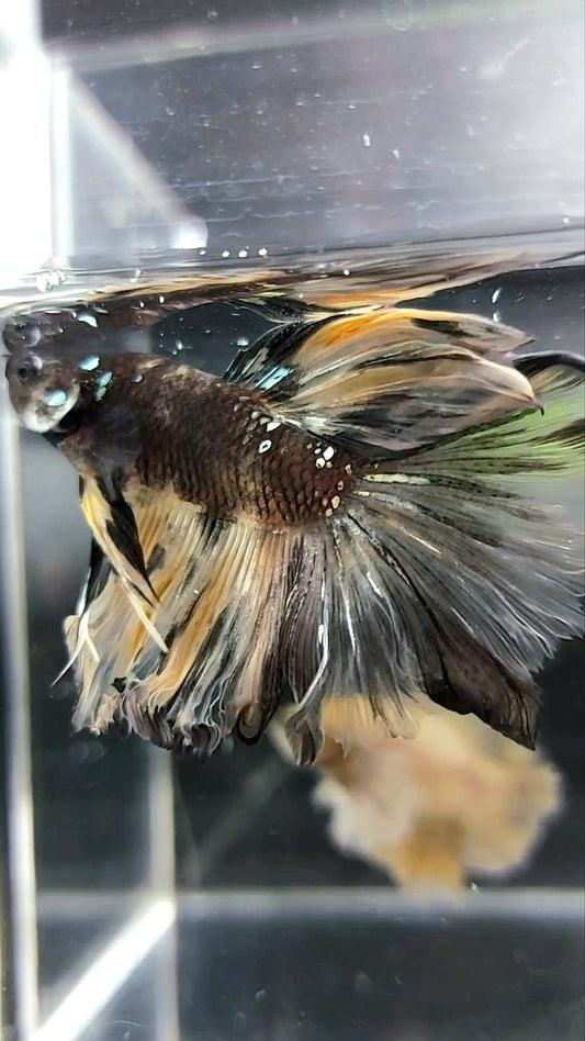HALFMOON ROSETAIL SCHWARZER KOI KUPFER AVATAR YELLOWBETTA FISCH