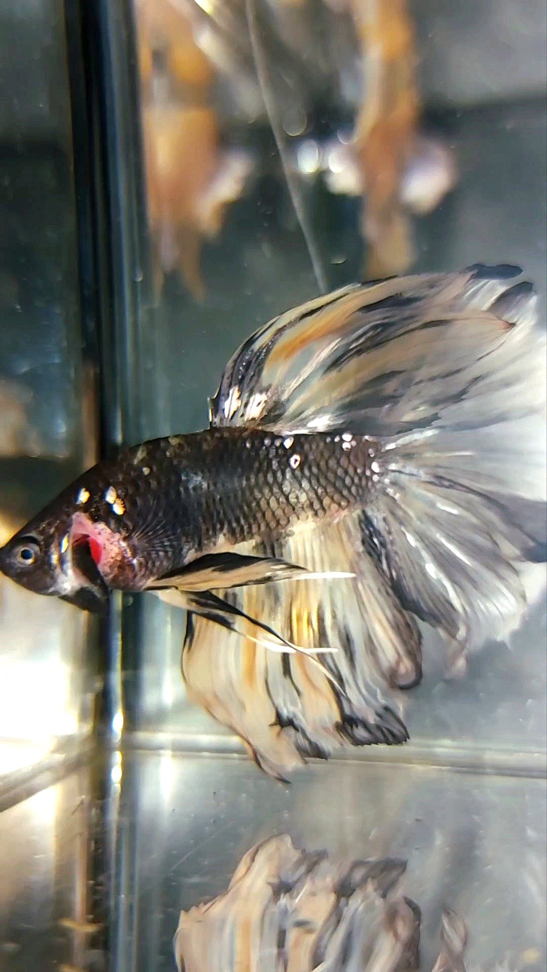 HALFMOON ROSETAIL SCHWARZER KOI KUPFER AVATAR YELLOWBETTA FISCH