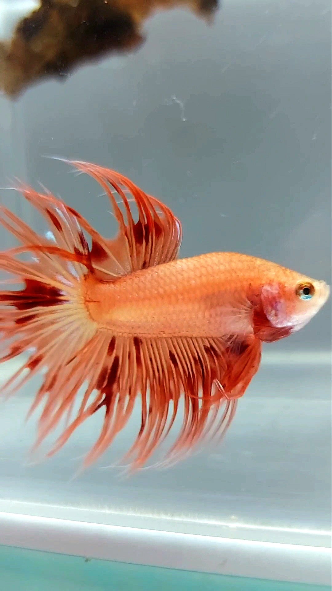 CROWNTAIL ARMAGEDDON SUPER PREMIUM RARE BETTA FISH