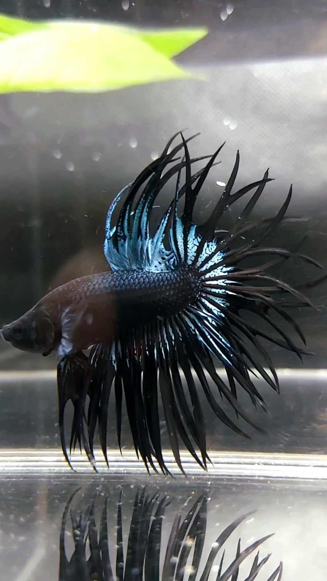 KING CROWNTAIL BLACK ORCHID PREMIUM BETTA FISH