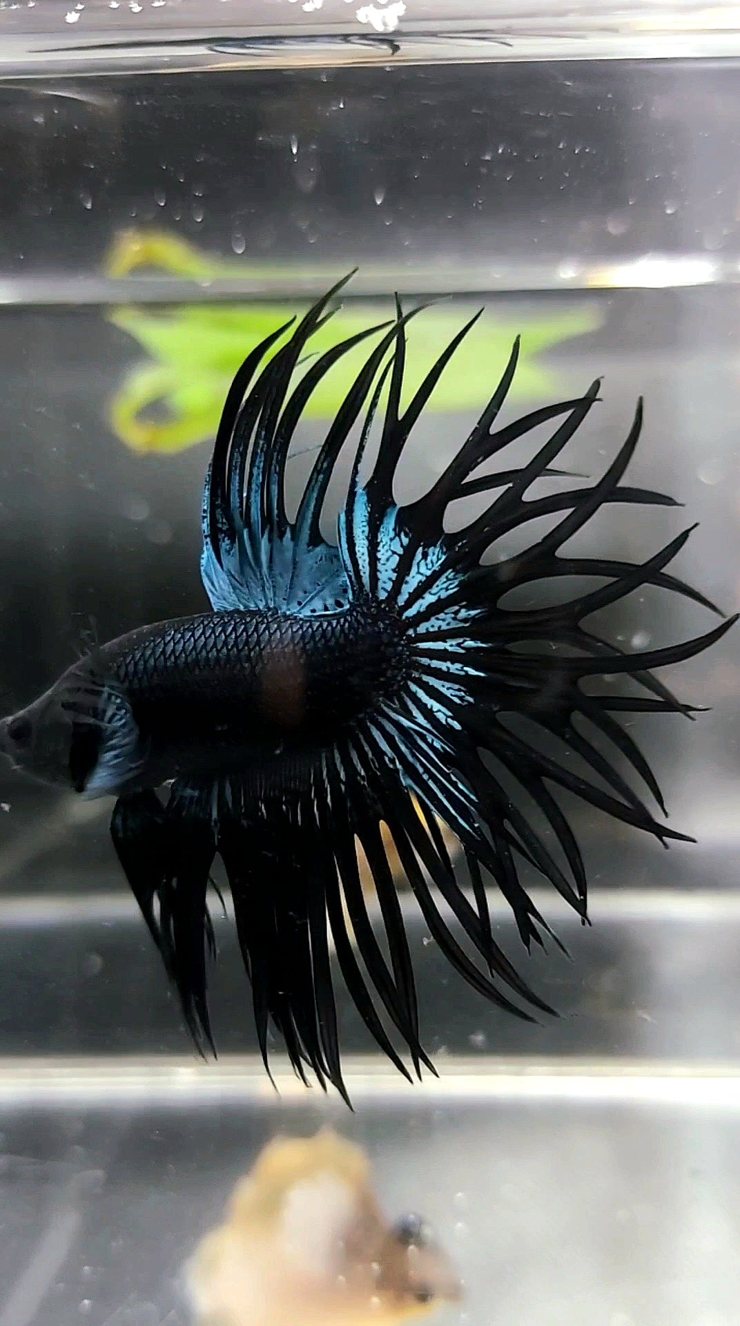 KING CROWNTAIL BLACK ORCHID PREMIUM BETTA FISH