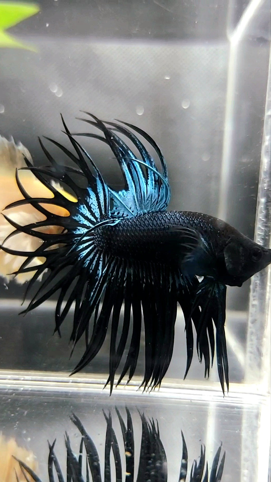 KING CROWNTAIL BLACK ORCHID PREMIUM BETTA FISH