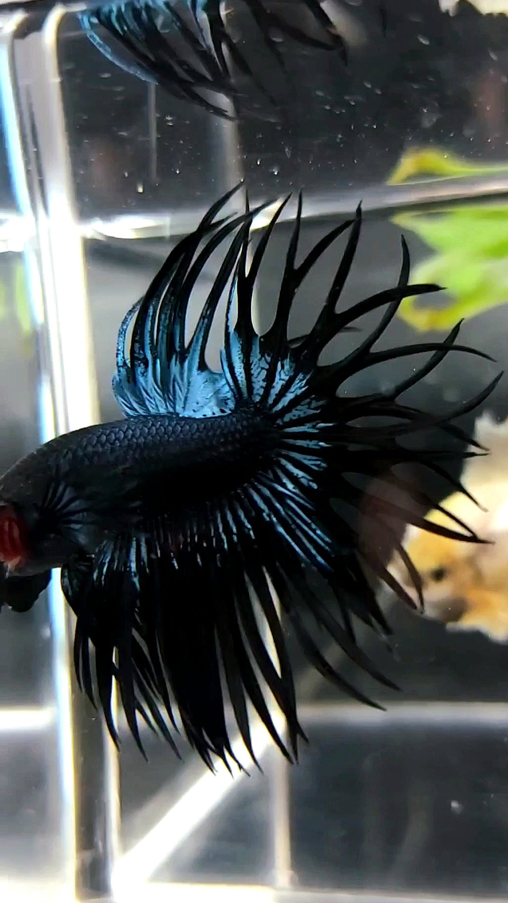 KING CROWNTAIL BLACK ORCHID PREMIUM BETTA FISH