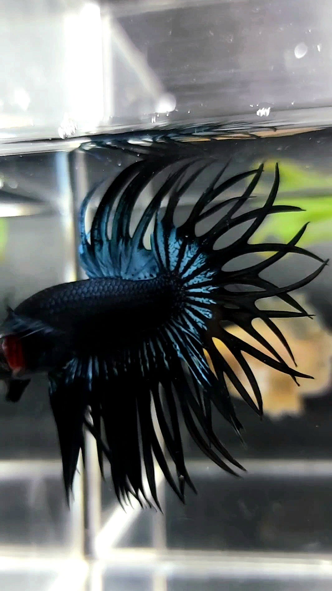 KING CROWNTAIL BLACK ORCHID PREMIUM BETTA FISH
