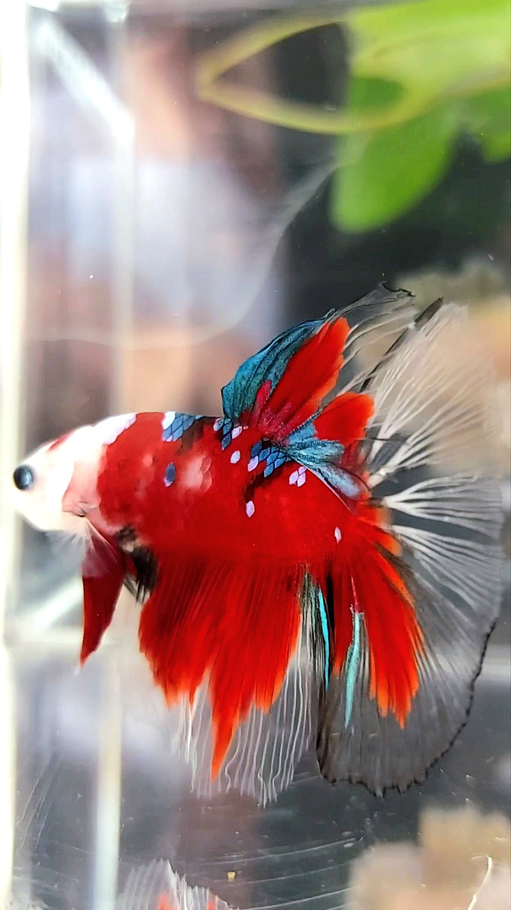 HALFMOON BAREFACE RED KOI GALAXY MULTICOLOR BETTA FISH