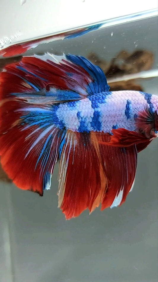 HALFMOON RED FANCY MARBLE MULTICOLOR SELTENER BETTA-FISCH