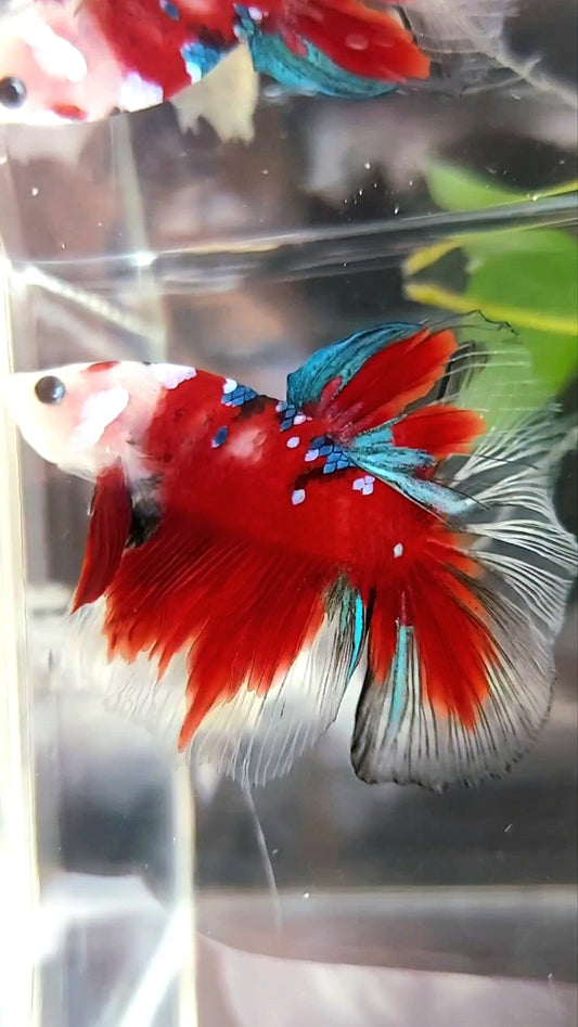 HALFMOON BAREFACE RED KOI GALAXY MULTICOLOR BETTA FISH