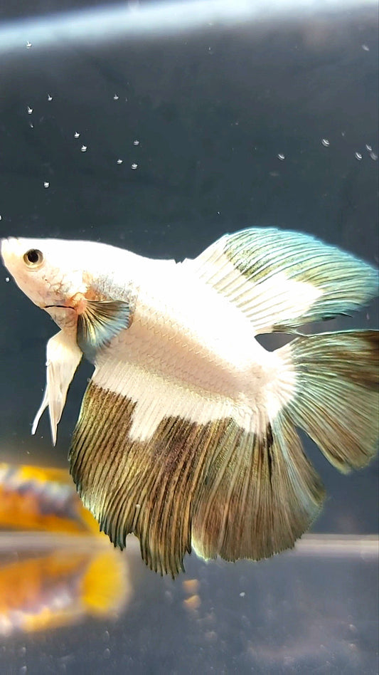 HALFMOON DOUBLE TAIL COPPER RIM BETTA FISH