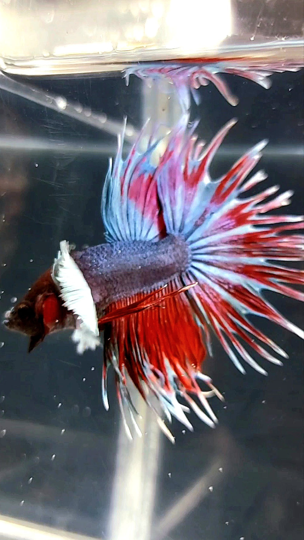 CROWNTAIL SUPER DUMBO EAR DARK PURPLE RED BETTA FISH