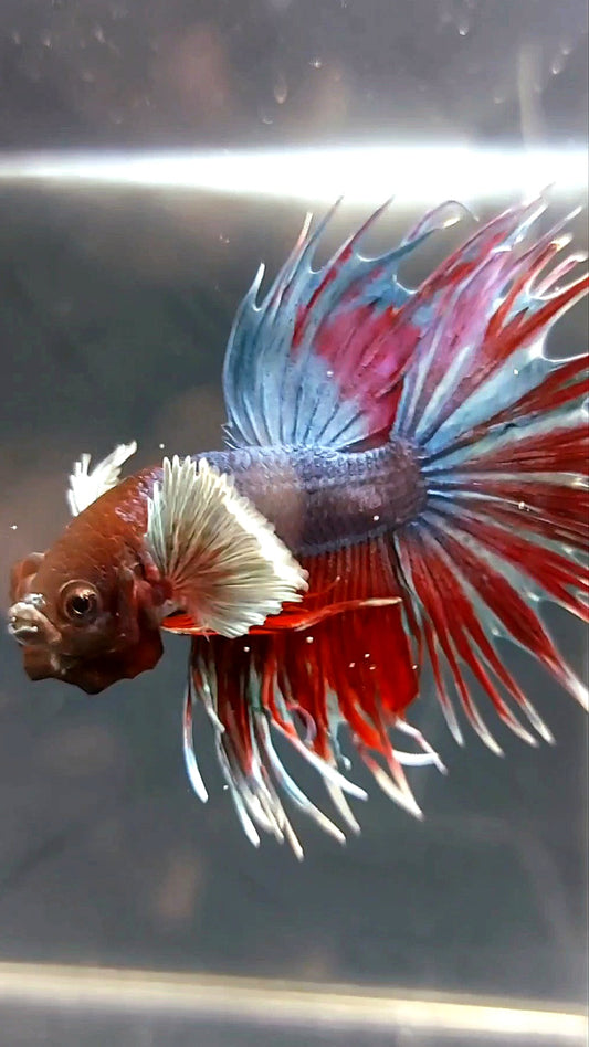 CROWNTAIL SUPER DUMBO EAR DARK PURPLE RED BETTA FISH