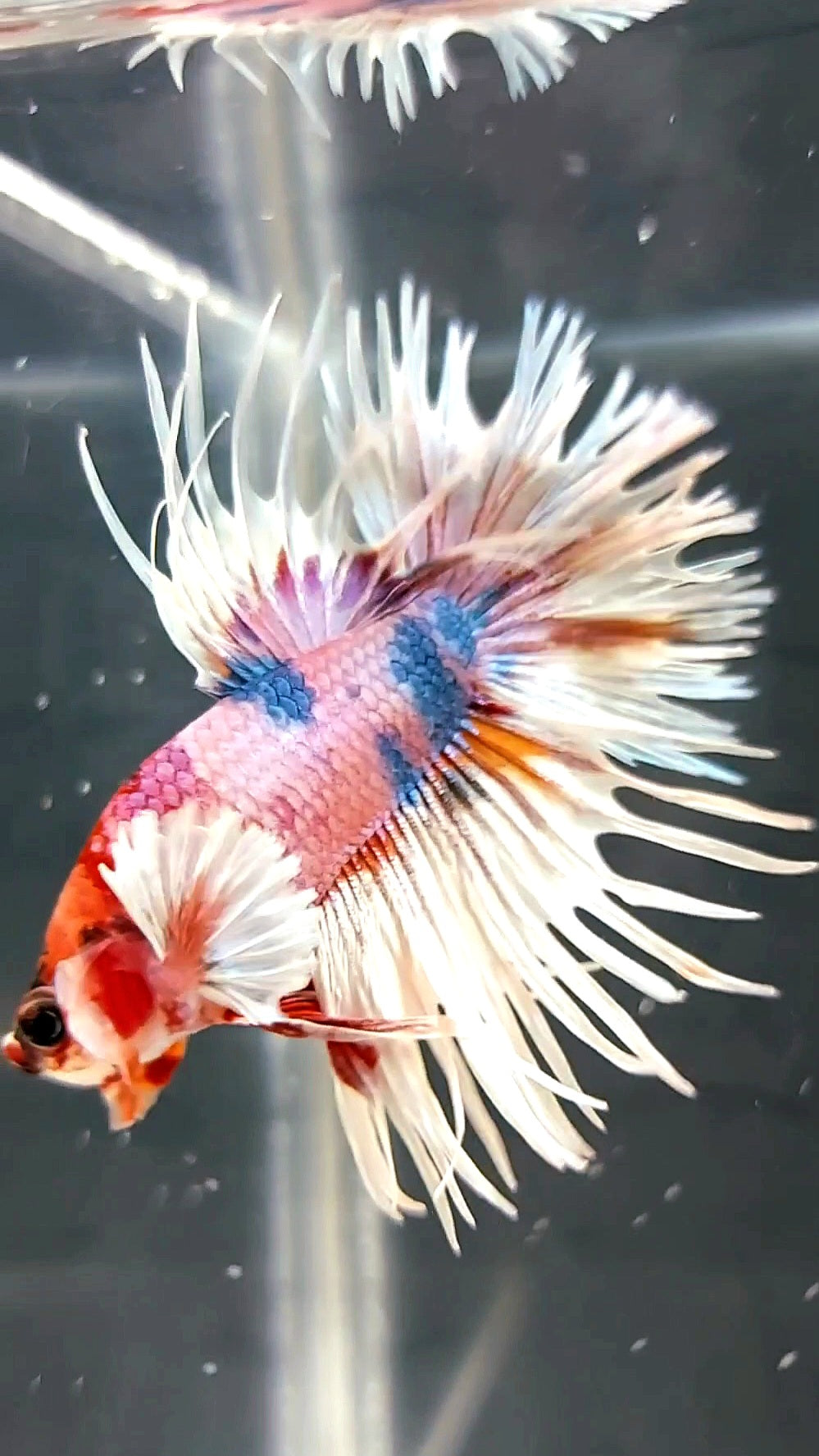 CROWNTAIL DUMBO EAR WHITE CANDY MULTICOLOR PREMIUM BETTA FISH