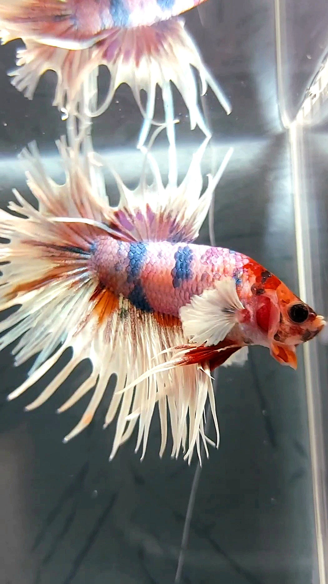 CROWNTAIL DUMBO EAR WHITE CANDY MULTICOLOR PREMIUM BETTA FISH