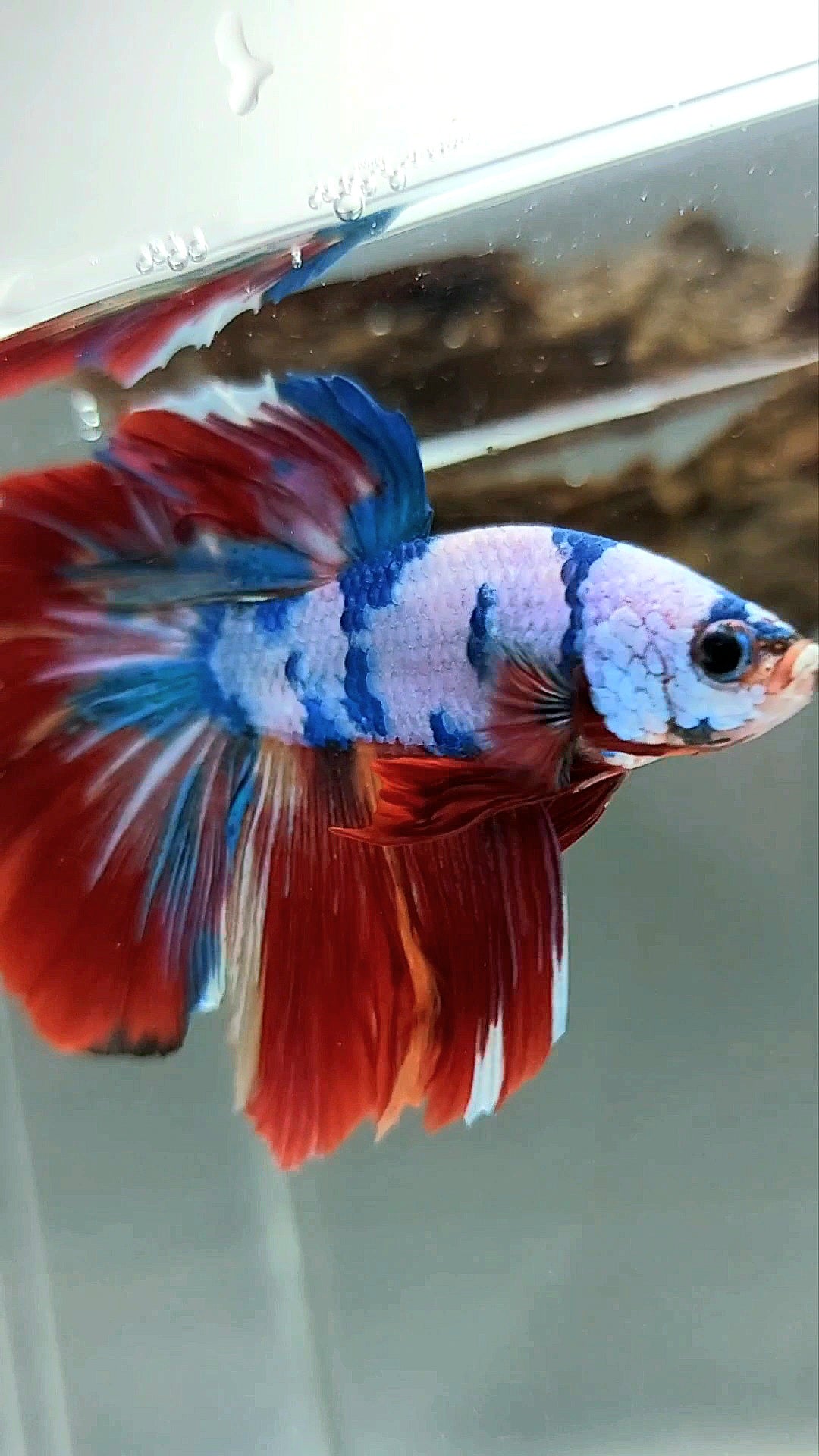 HALFMOON RED FANCY MARBLE MULTICOLOR SELTENER BETTA-FISCH