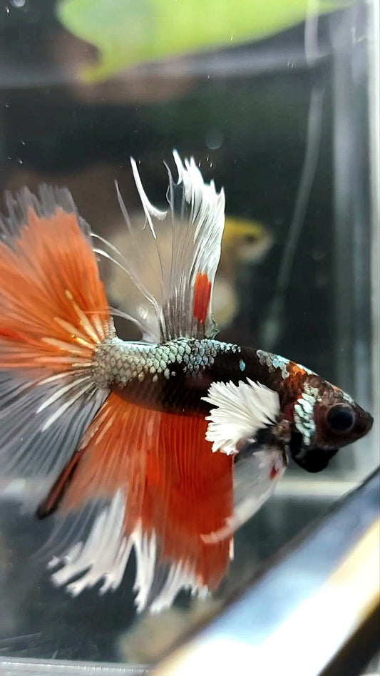 HALFMOON BLACK DUMBO EAR AVATAR COPPER ORANGE PREMIUM BETTA FISH