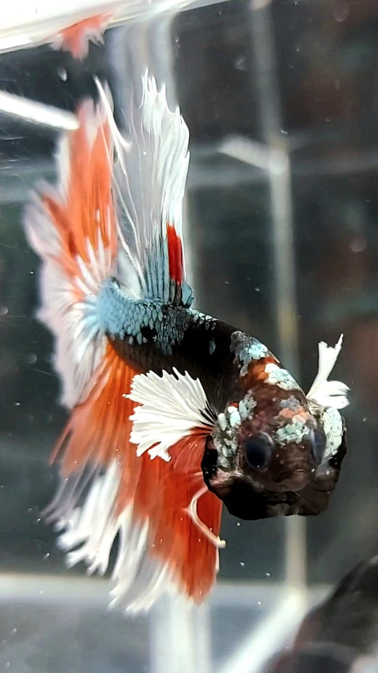 HALFMOON BLACK DUMBO EAR AVATAR COPPER ORANGE PREMIUM BETTA FISH