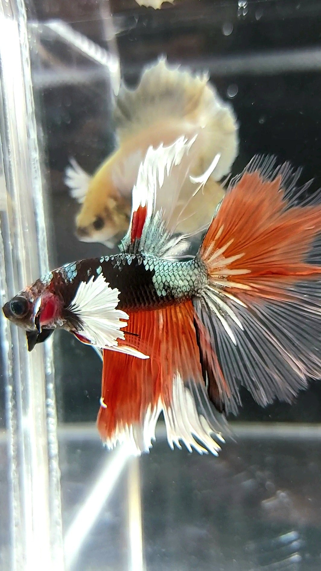 HALFMOON BLACK DUMBO EAR AVATAR COPPER ORANGE PREMIUM BETTA FISH