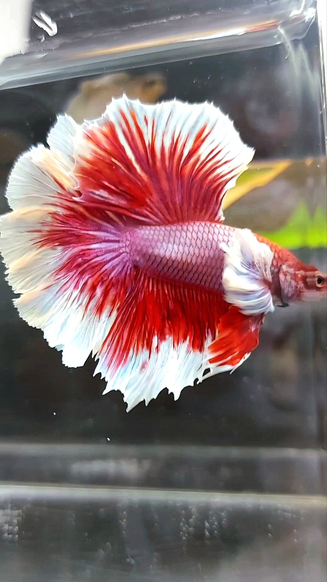 HALFMOON FEATHER TAIL DUMBO EAR RED MAGENTA BETTA FISH – Rare