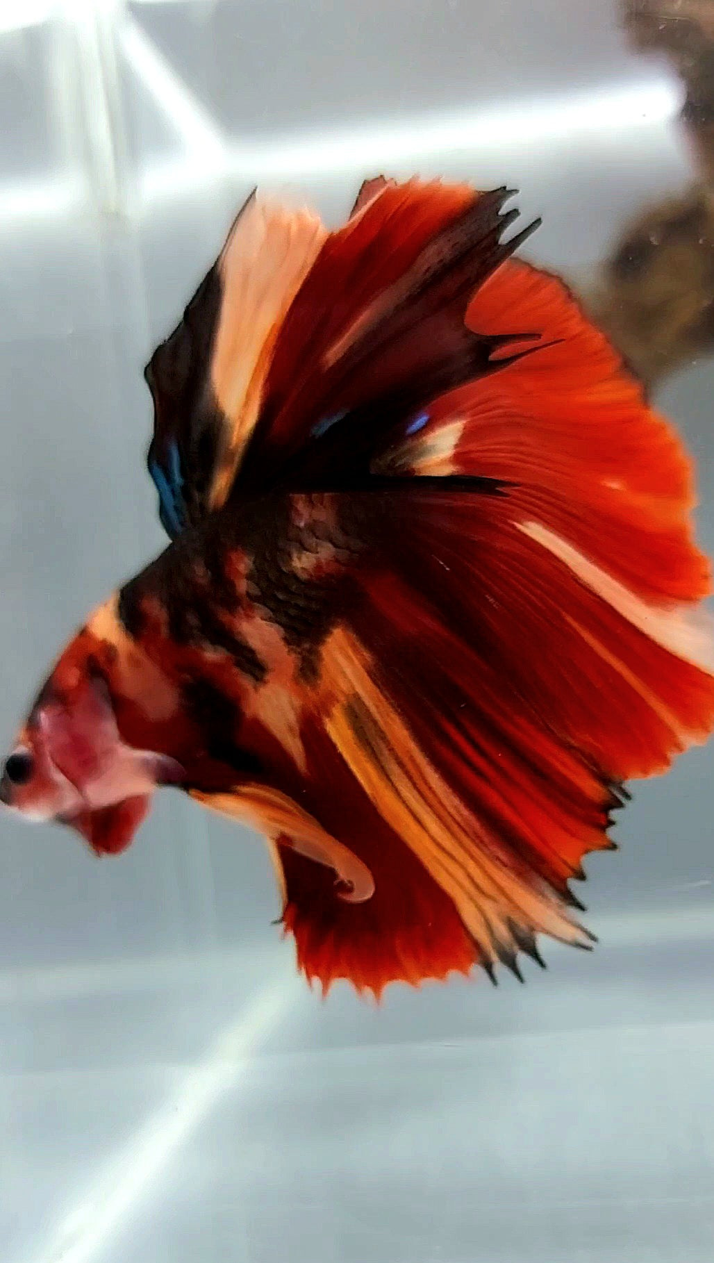 HALFMOON RED NEMO TIGER KLASSISCHER MEHRFARBIGER BETTA-FISCH