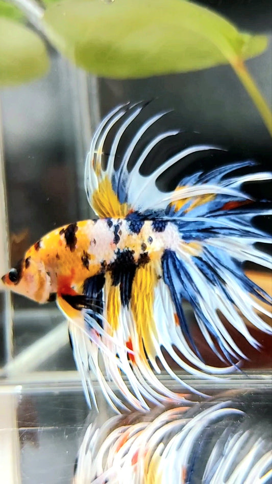 "WOLVERINE" CROWNTAIL OVERTAIL YELLOW BLUE SUPER MULTICOLOR THUNDER PREMIUM BETTA FISH