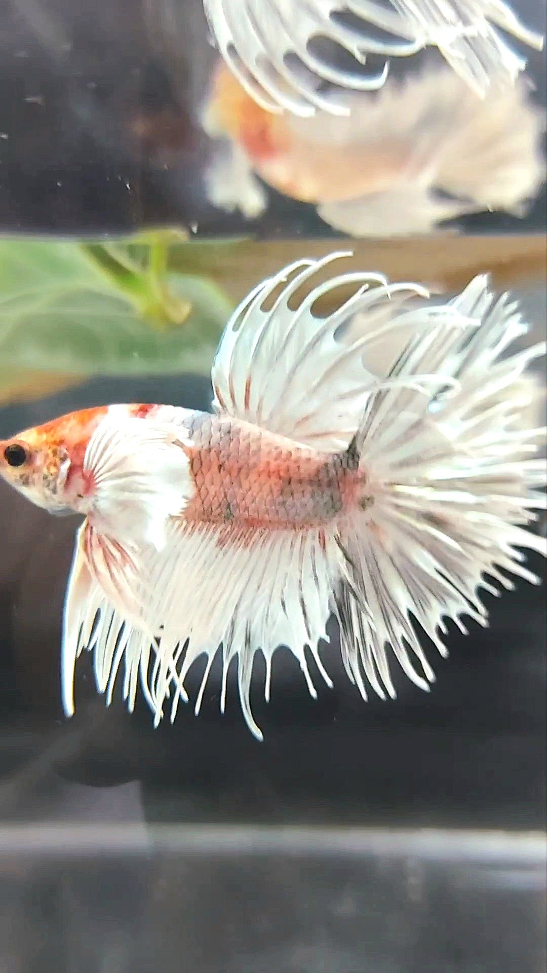 CROWNTAIL SUPER DUMBO EAR WHITE ORANGE COPPER BETTA FISH