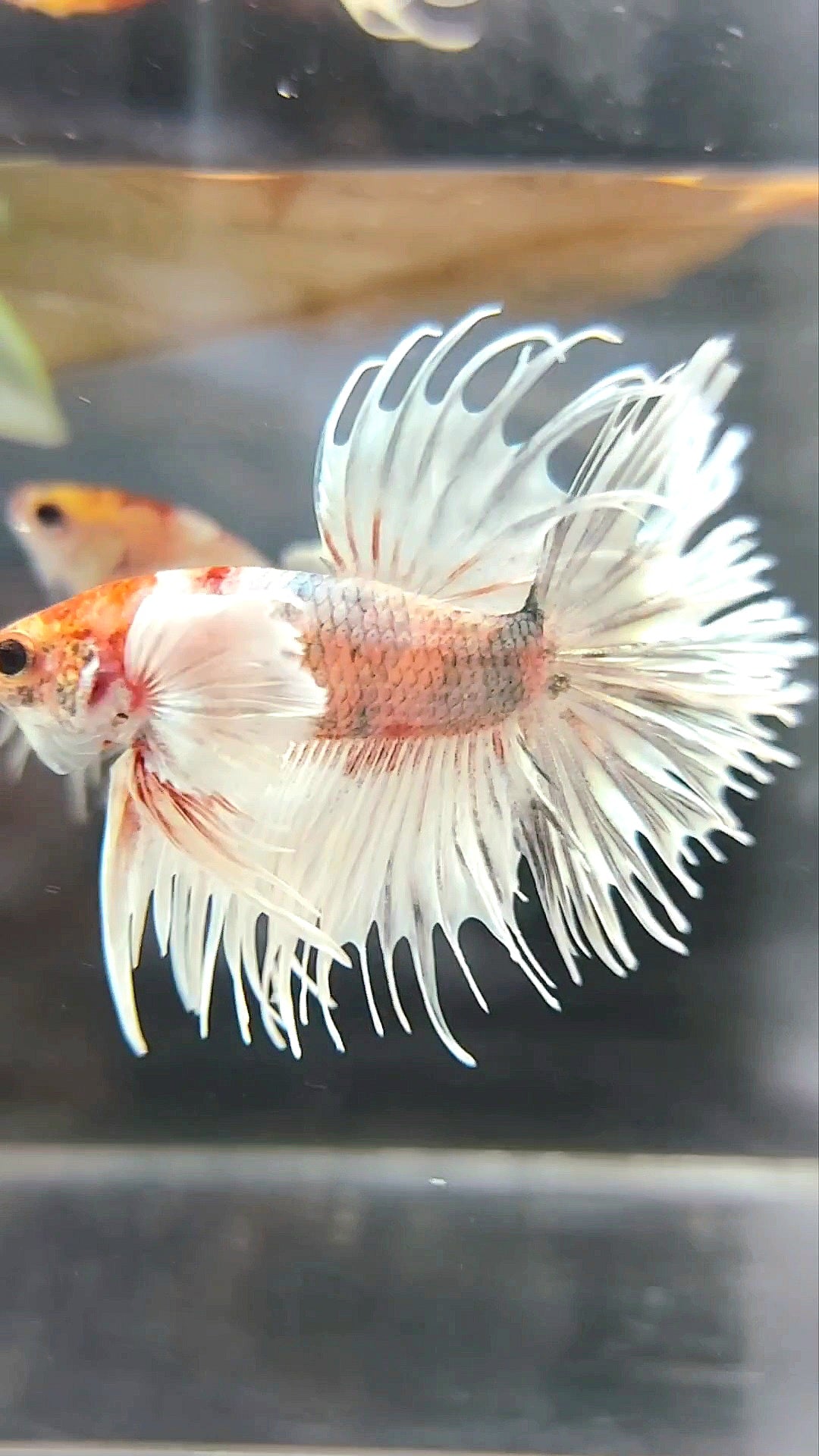 CROWNTAIL SUPER DUMBO EAR WHITE ORANGE COPPER BETTA FISH