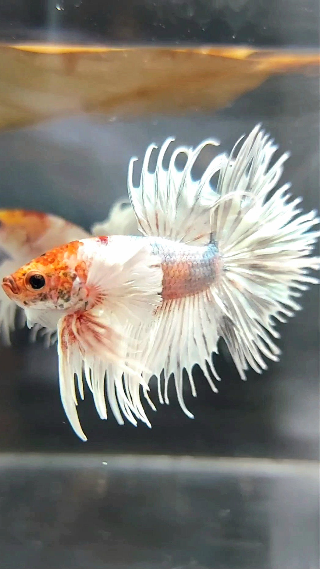 CROWNTAIL SUPER DUMBO EAR WHITE ORANGE COPPER BETTA FISH