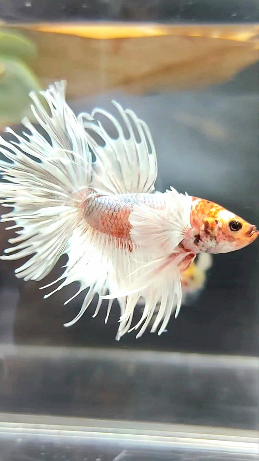 CROWNTAIL SUPER DUMBO EAR WHITE ORANGE COPPER BETTA FISH