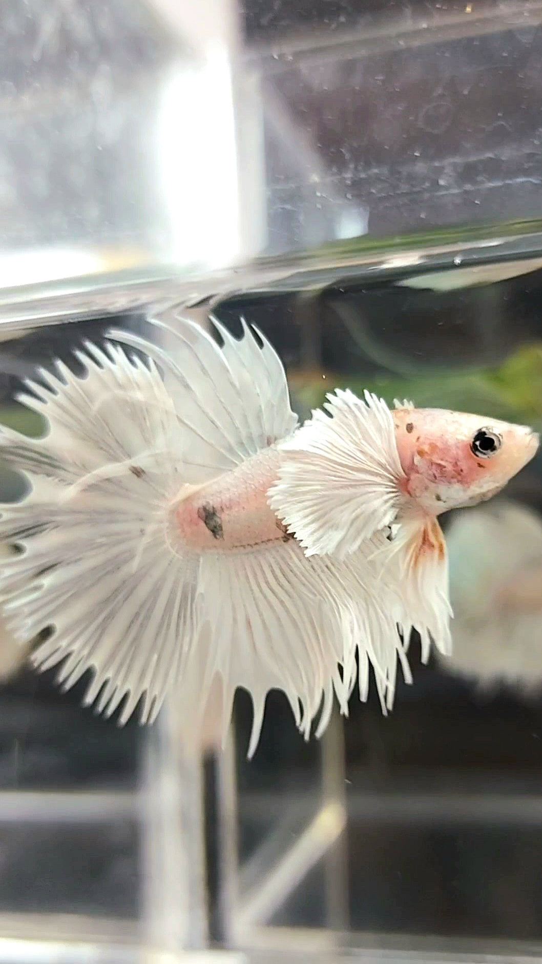 CROWNTAIL SUPER DUMBO EAR WHITE PLATINUM COPPER WASH BETTA FISH