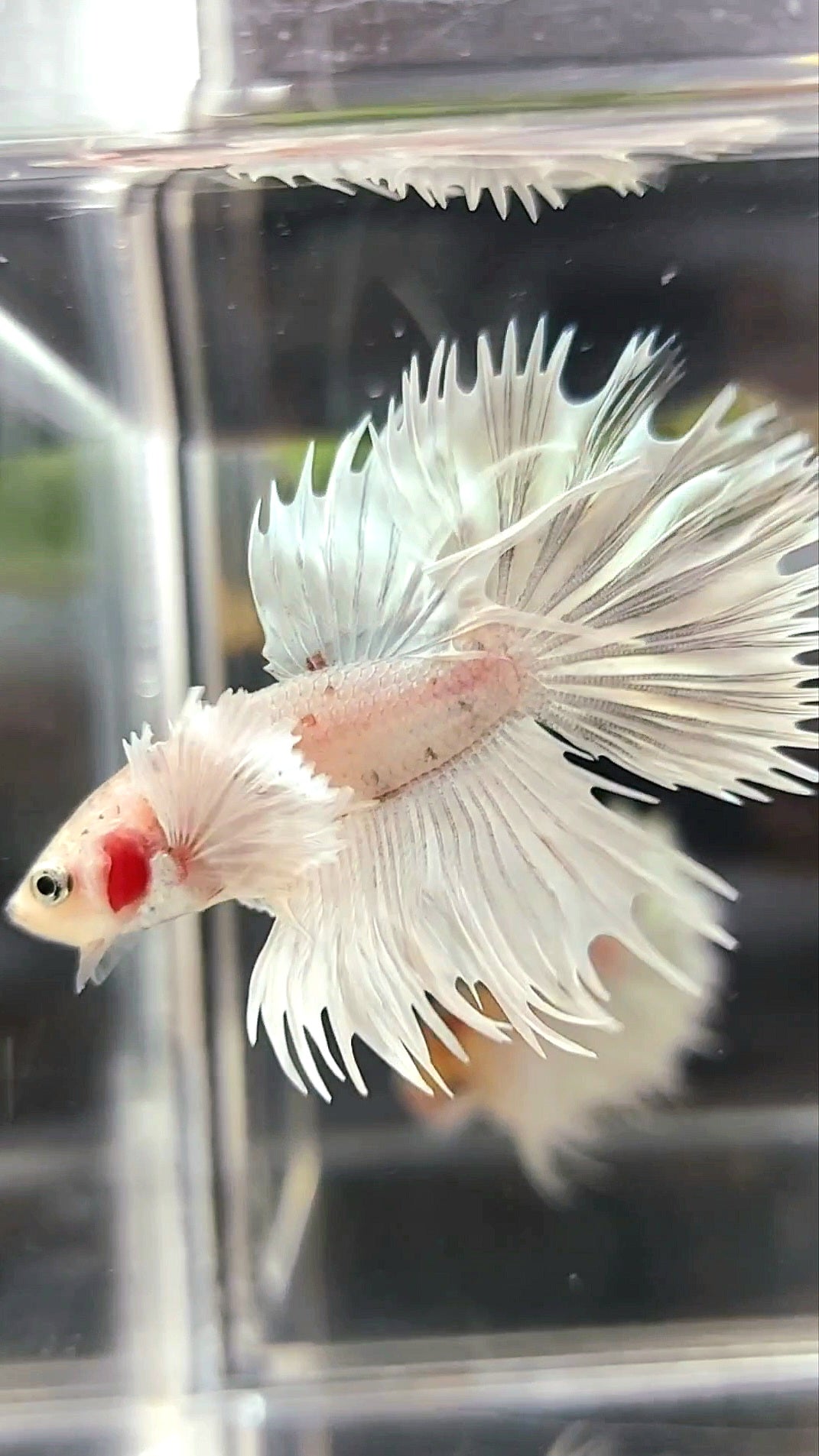 CROWNTAIL SUPER DUMBO EAR WHITE PLATINUM COPPER WASH BETTA FISH