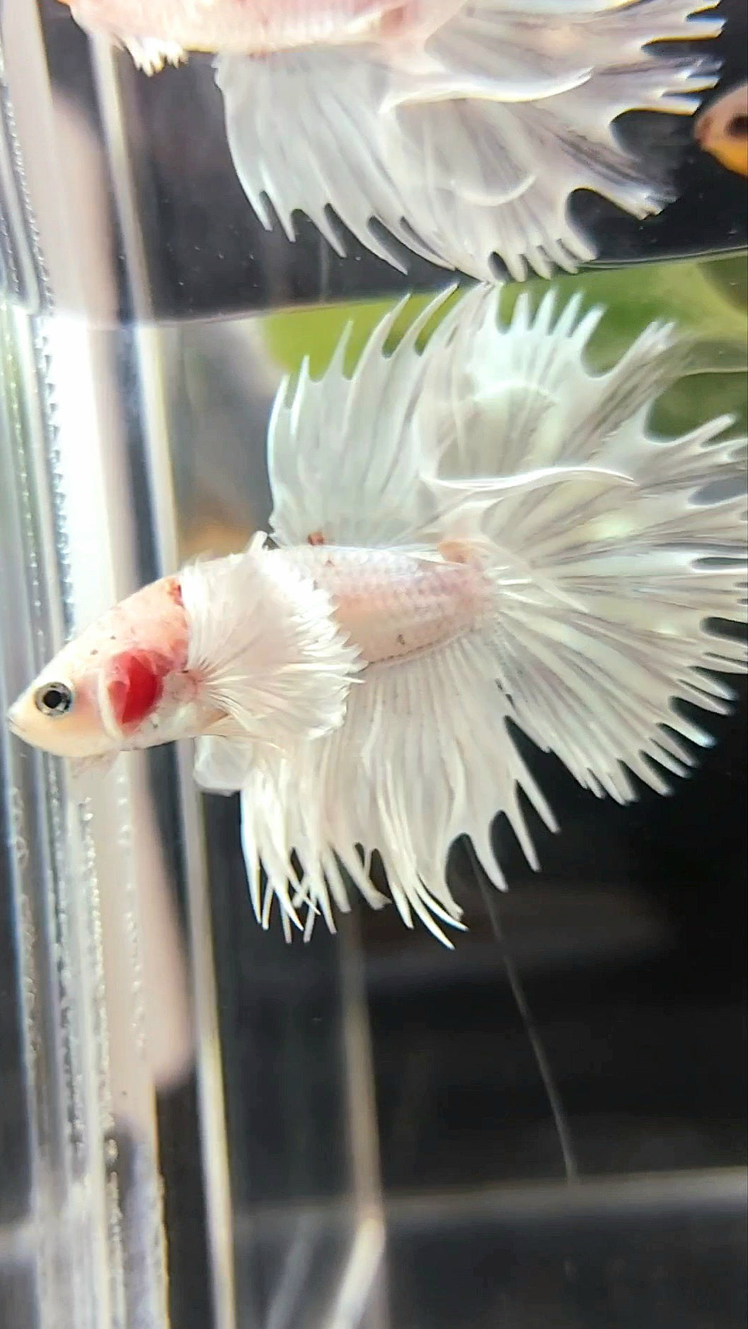 CROWNTAIL SUPER DUMBO EAR WHITE PLATINUM COPPER WASH BETTA FISH