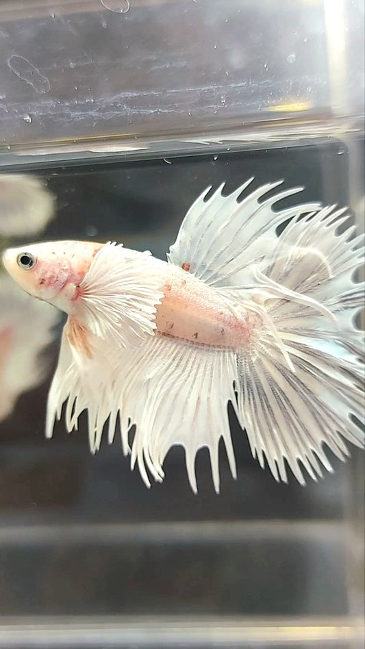 CROWNTAIL SUPER DUMBO EAR WHITE PLATINUM COPPER WASH BETTA FISH