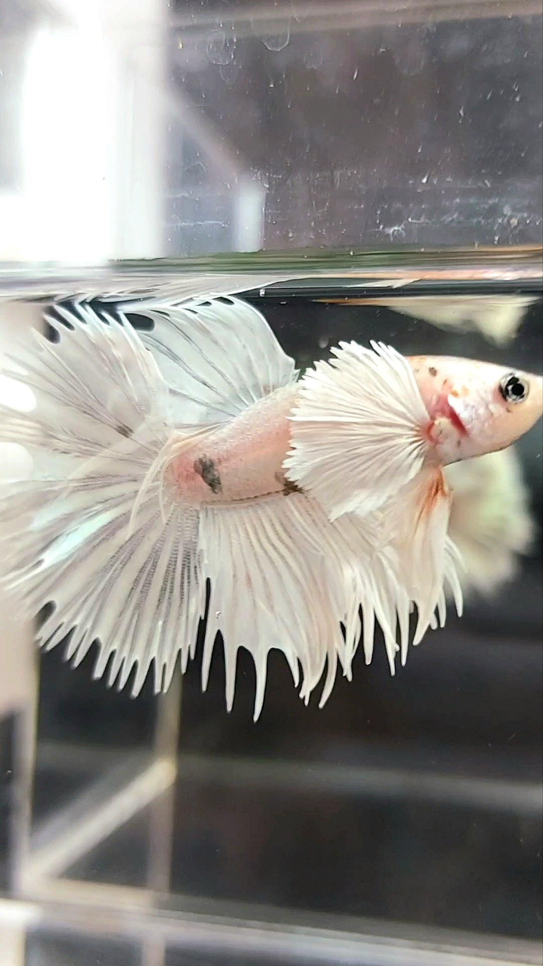 CROWNTAIL SUPER DUMBO EAR WHITE PLATINUM COPPER WASH BETTA FISH