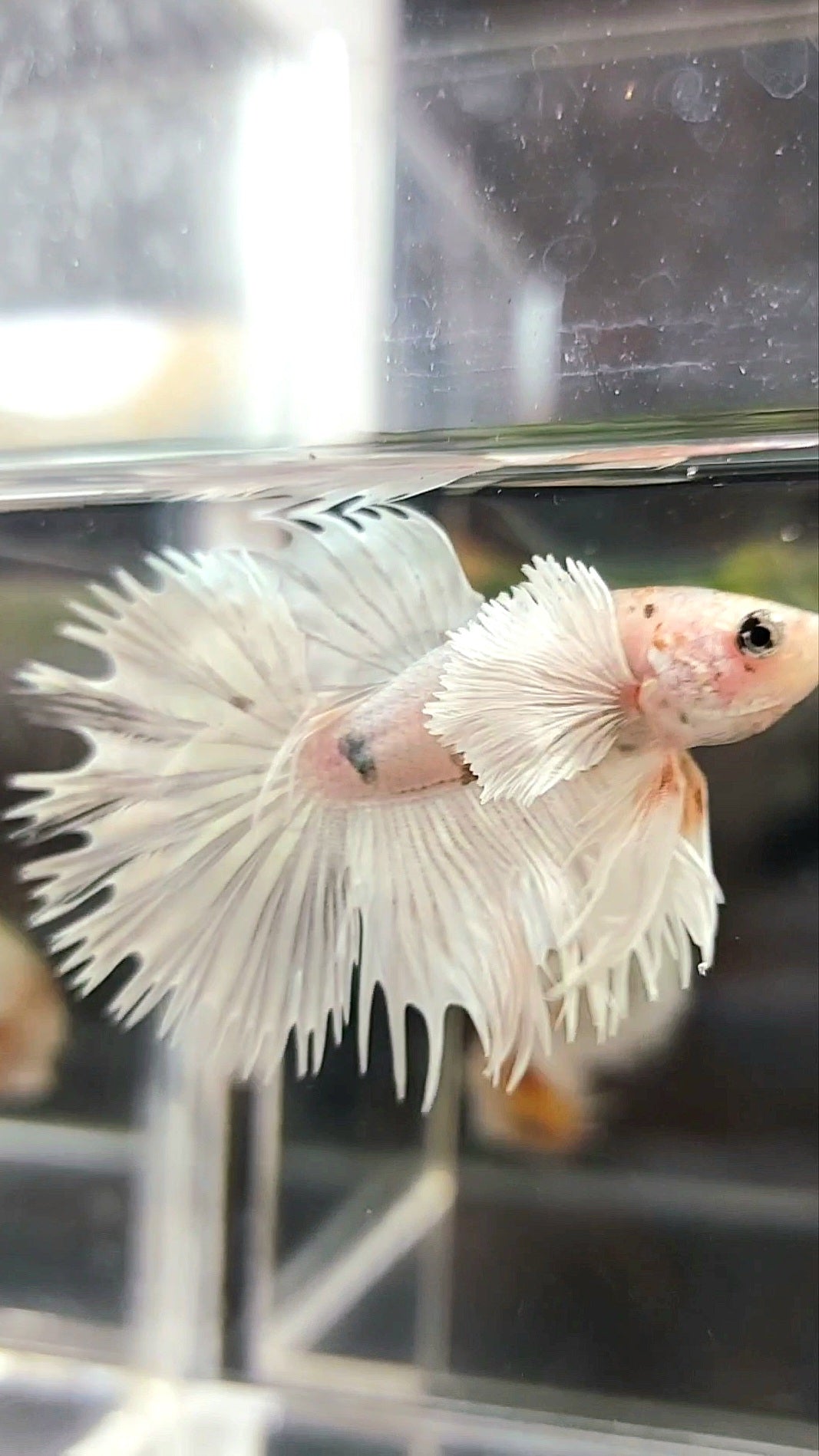 CROWNTAIL SUPER DUMBO EAR WHITE PLATINUM COPPER WASH BETTA FISH