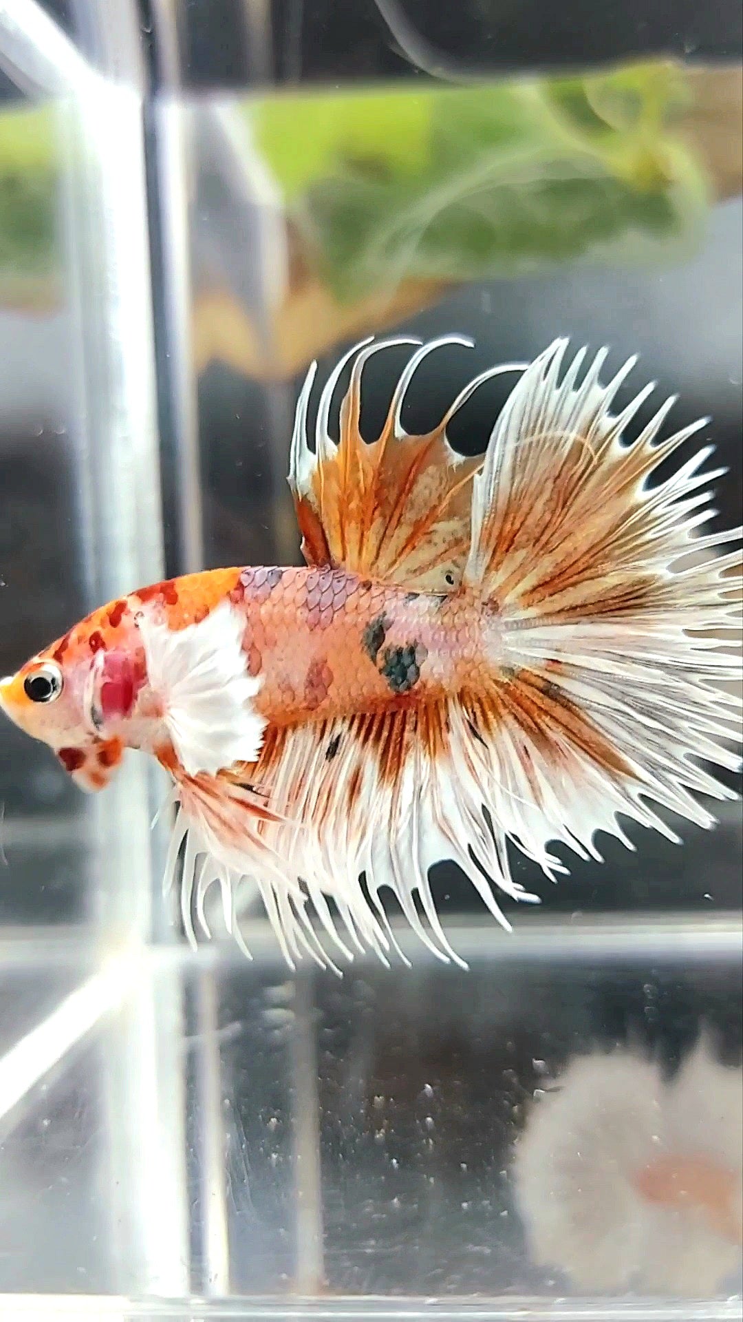 CROWNTAIL DUMBO EAR ORANGE TIGER COPPER MULTICOLOR BETTA FISH