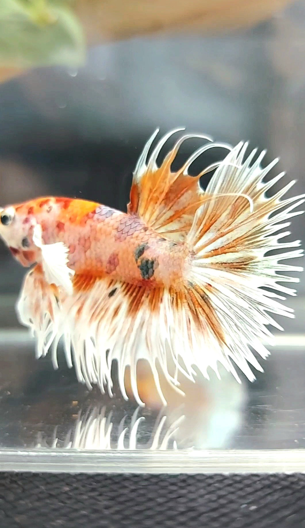 CROWNTAIL DUMBO EAR ORANGE TIGER COPPER MULTICOLOR BETTA FISH