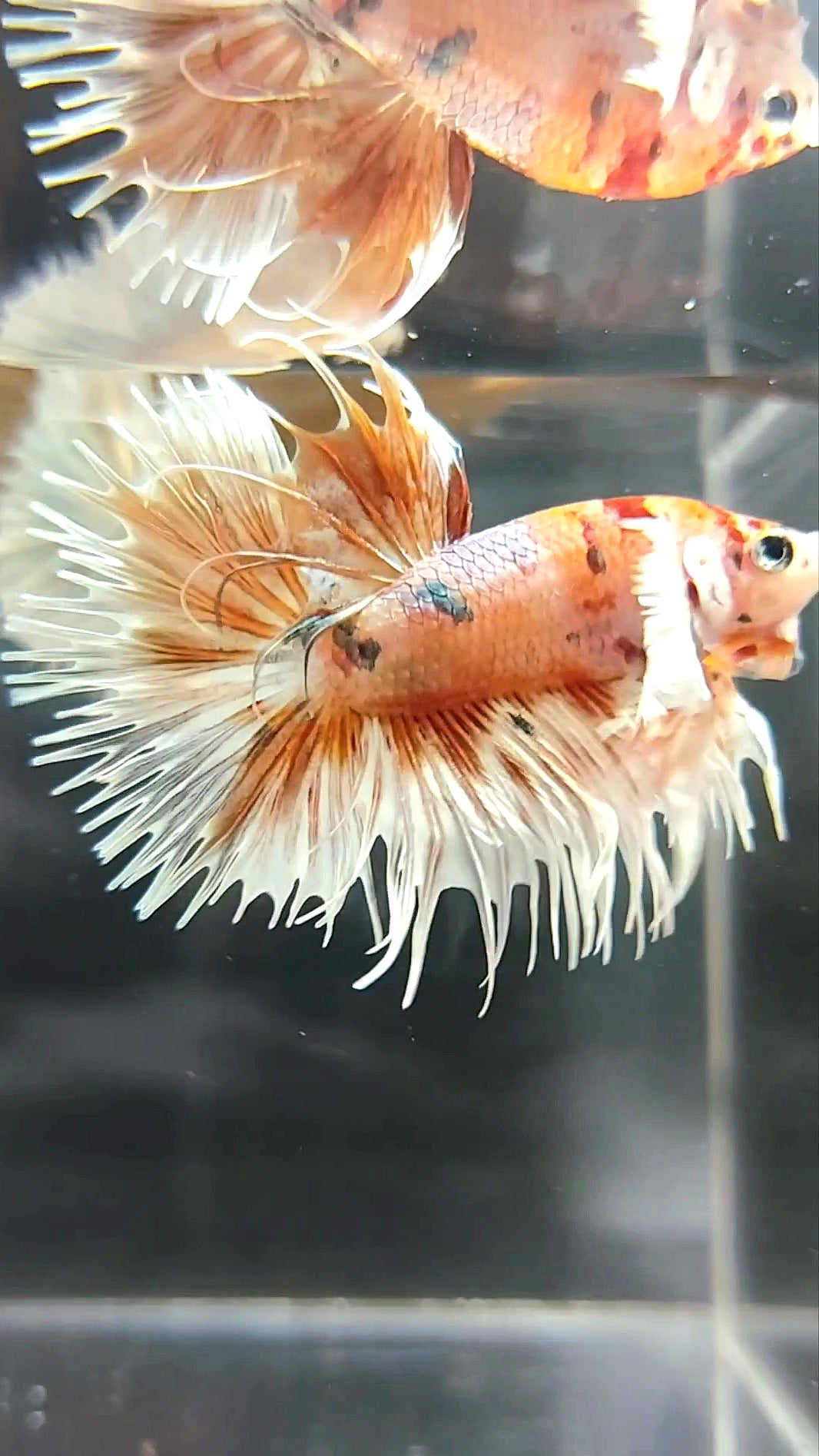 CROWNTAIL DUMBO EAR ORANGE TIGER COPPER MULTICOLOR BETTA FISH