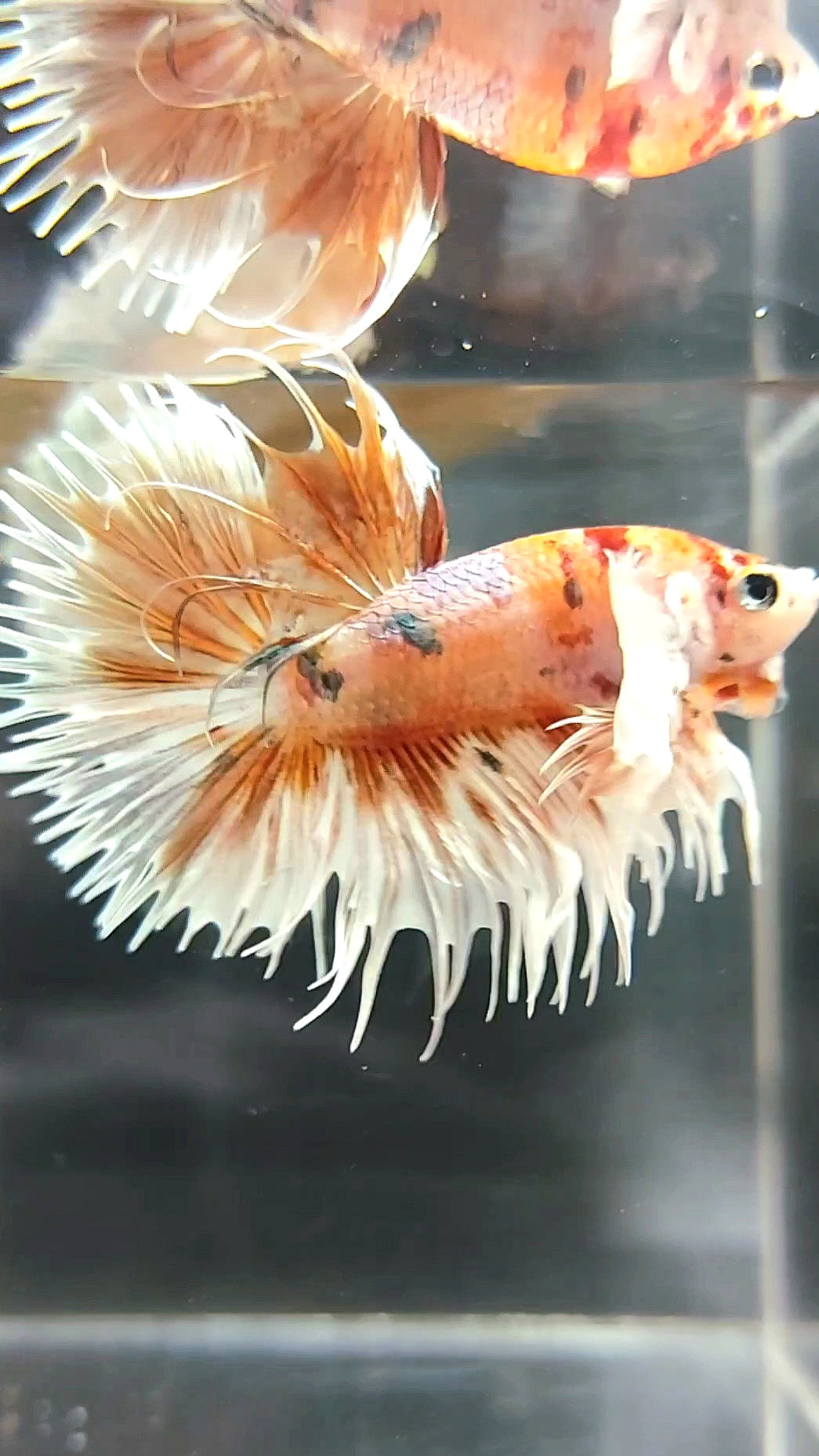 CROWNTAIL DUMBO EAR ORANGE TIGER COPPER MULTICOLOR BETTA FISH